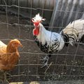 FOTOD | Uue-Hendriku talus võis näha paabulindu ja süüa pardimunast pannkooke