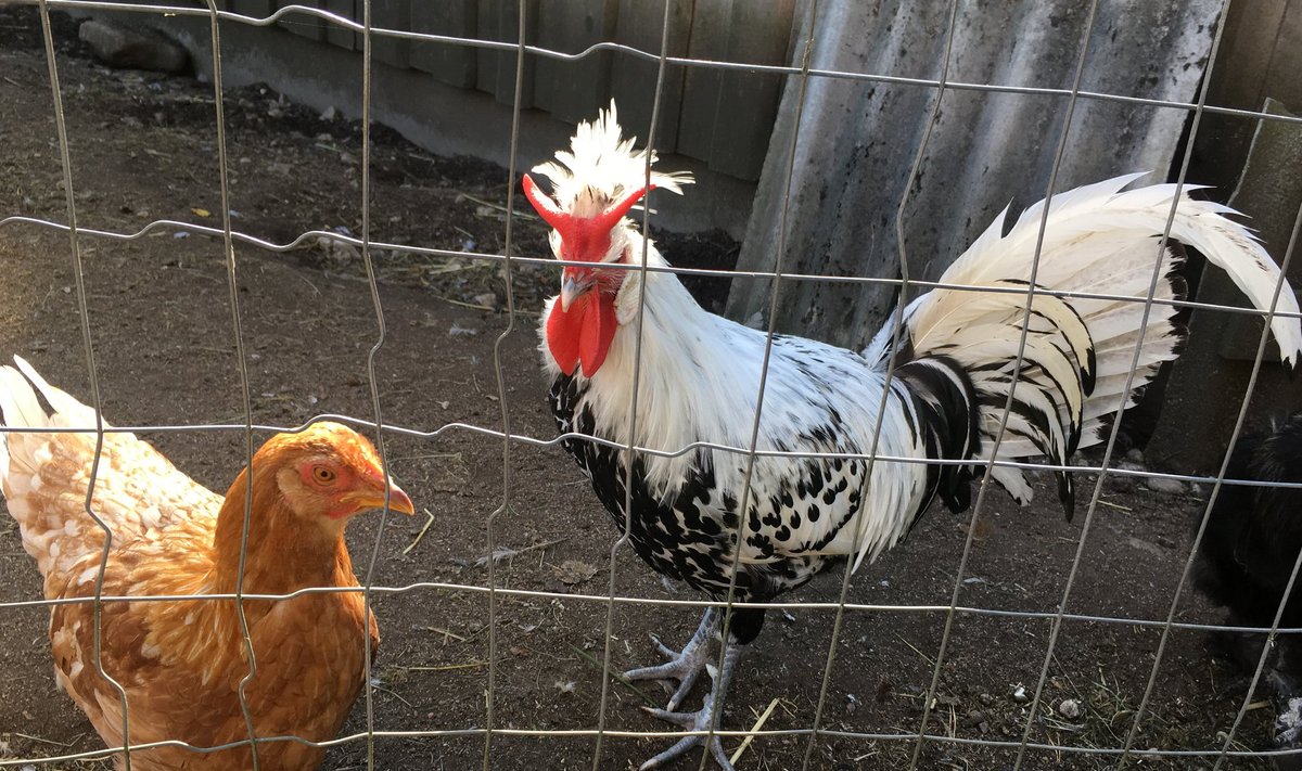 Kana ja kukk