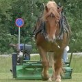 VIDEO: Rapla linnas niidab traktori asemel muru hobune