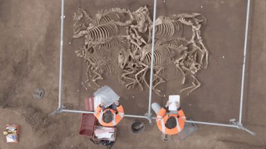 Kesk-Prantsusmaal leiti 2000 aastat tagasi maetud hobuste jäänused