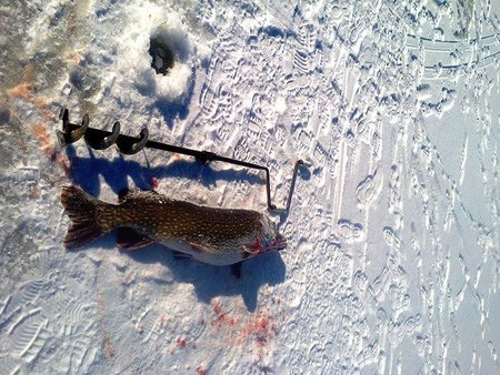 Rekordhaug, mille tõmbas Tartumaal Keeri järvest 2. märtsil Valeri Bodin. Haug kaalus 22,7kg.