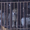 VIDEO: Loomakaitsjad päästavad Korea farmist sadu koeri, keda ähvardas nahkapanemine
