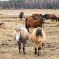 Skandaal võltsitud hobuselihaga – üks hobune on tapetud paberite järgi viis korda
