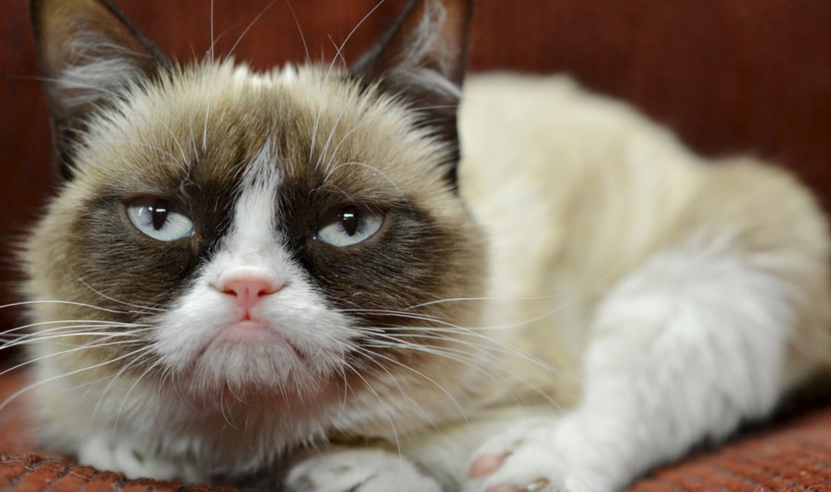 Grumpy cat, kes valiti Buzzfeedi kuu töötajaks detsembris 2012.