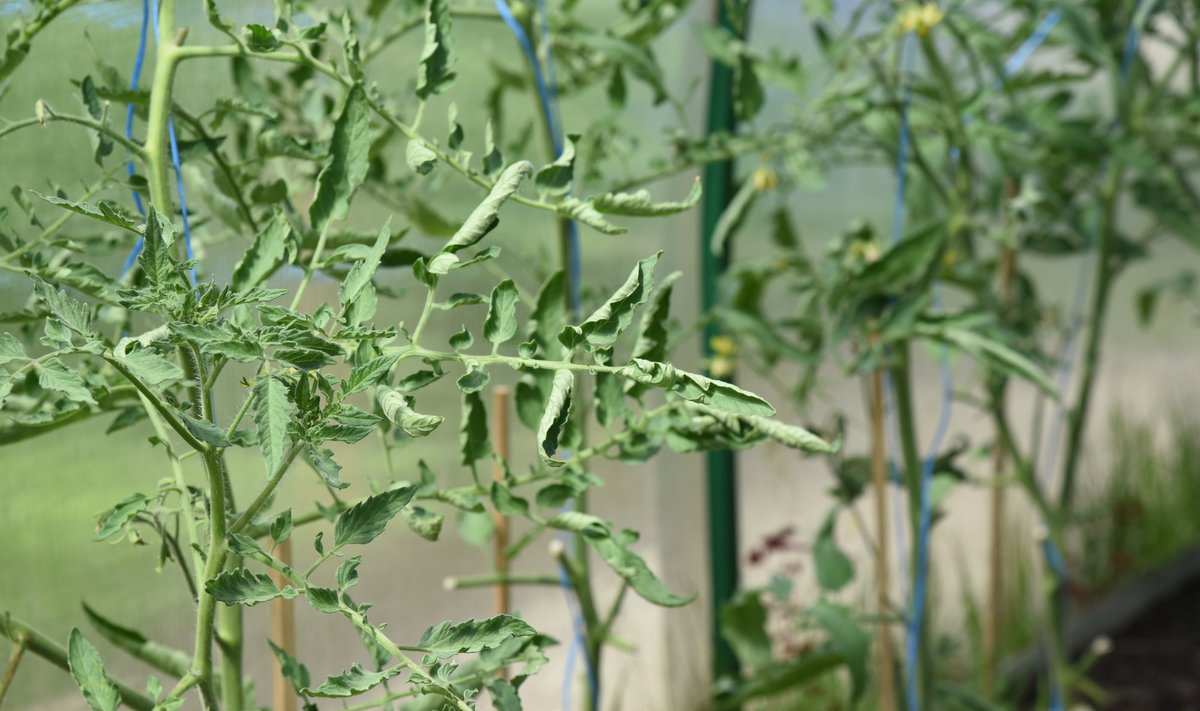 Tomatitaimedel on keerdus lehed, sellel võib olla mitmeid põhjusi.