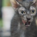 ФОТО | Новой звездой Интернета стала "кошка-оборотень"