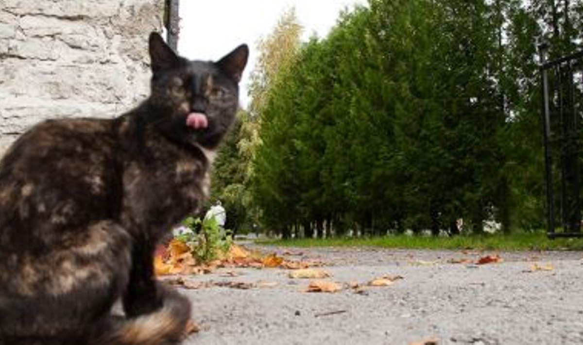 surnuaia kass näitab keelt