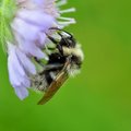 Saarlaste firma kaupleb buckfasti mesilastega