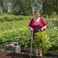 Kaevamisvaba aiandust viljelev naine on sellest vaimustuses ja jagab oma kogemusi