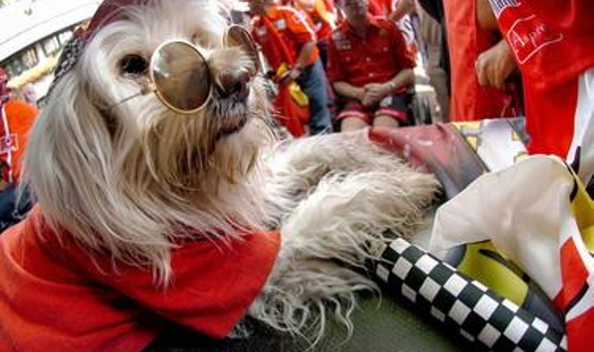 Punases kostüümis koer - just sellisena võivad teised tiimid hetkel näha Ferrarit
