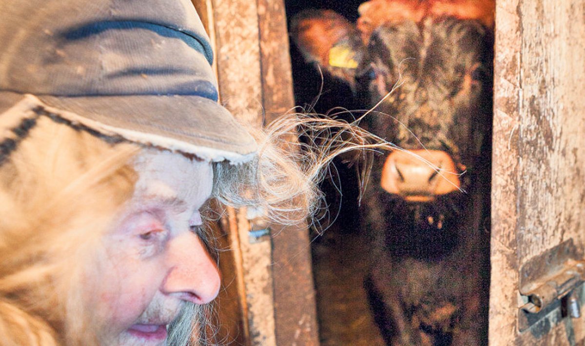 Galina Jantsikene tunnistab, et talle käib lehmade eest hoolitsemine üle jõu, kuid samas ei taha ta neist loobuda.