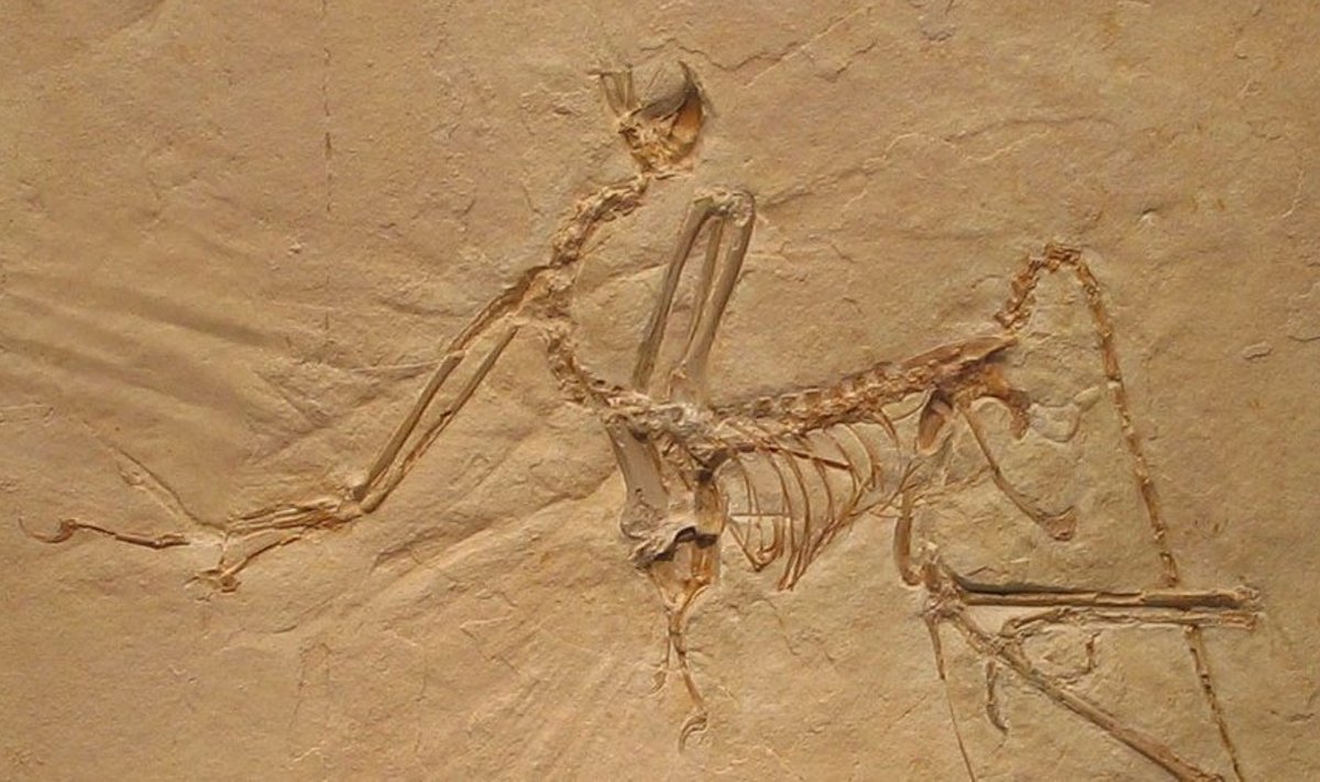 Arheopterüksi skelett. (Foto: Wikimedia Commons)