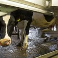 Eesti maailmatasemel piimalehmad annavad iga aastaga järjest rohkem piima