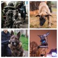 ФОТО и ВИДЕО | 102 удивительных животных Эстонии. Смотрите, какие умные и храбрые собаки охраняют наш покой!