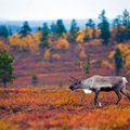 Финляндия — идеальное место для наблюдения за осенним буйством красок