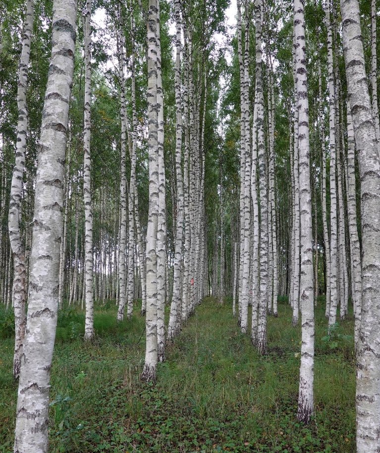 Kaseistandik endisel põllumajandusmaal.