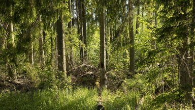 Looduskaitsetoetused tõusevad veidi. Erametsaliit: „Õiglane see küll pole“