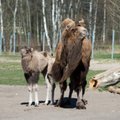 VIDEO: Tallinna loomaaed esitleb tänavusi loomapoegi
