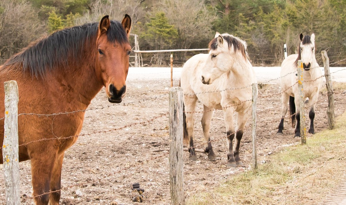 Kui hobune aevastab, levivad piisad 35 meetri raadiuses, nii et kogu tall on ohus.