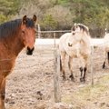 Hobuste gripp ohustab eelkõige reisivaid loomi