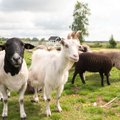 AVATUD TALUD 2024 | Tänava talus on ülisõbralikud kitsed ja lambad: „Nad ennast tagasi ei hoia!“