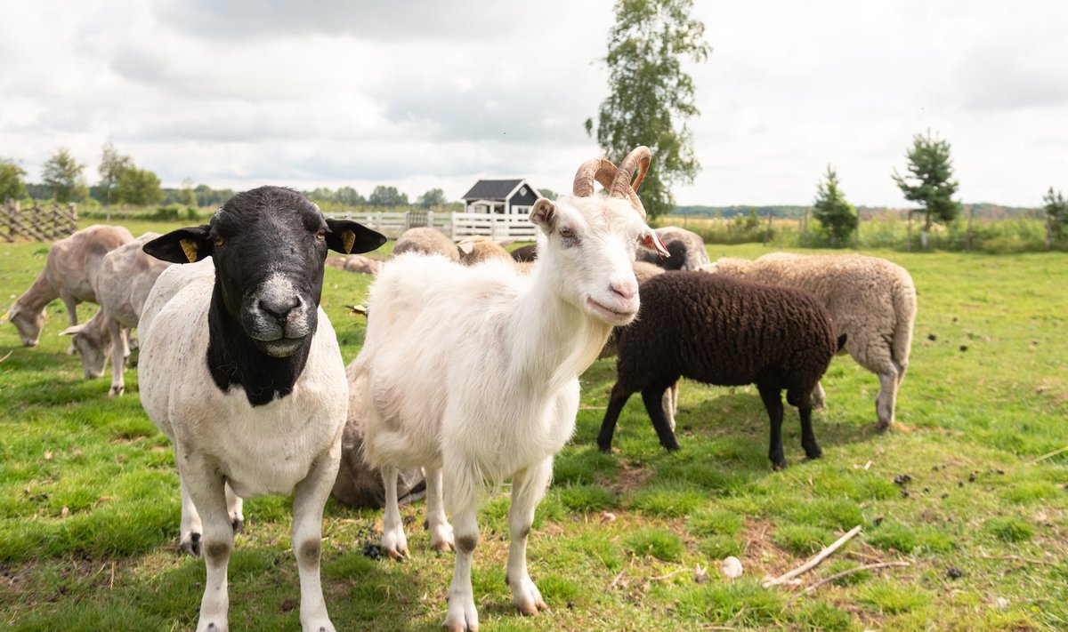 Tänava talu jäär on sõbralikkus ise ja laseb enda mõnuga sügada. Kits vajab veidi veenmist.