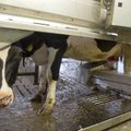 Hellamaa farmis plaanitakse uuesti alustada piimatootmist