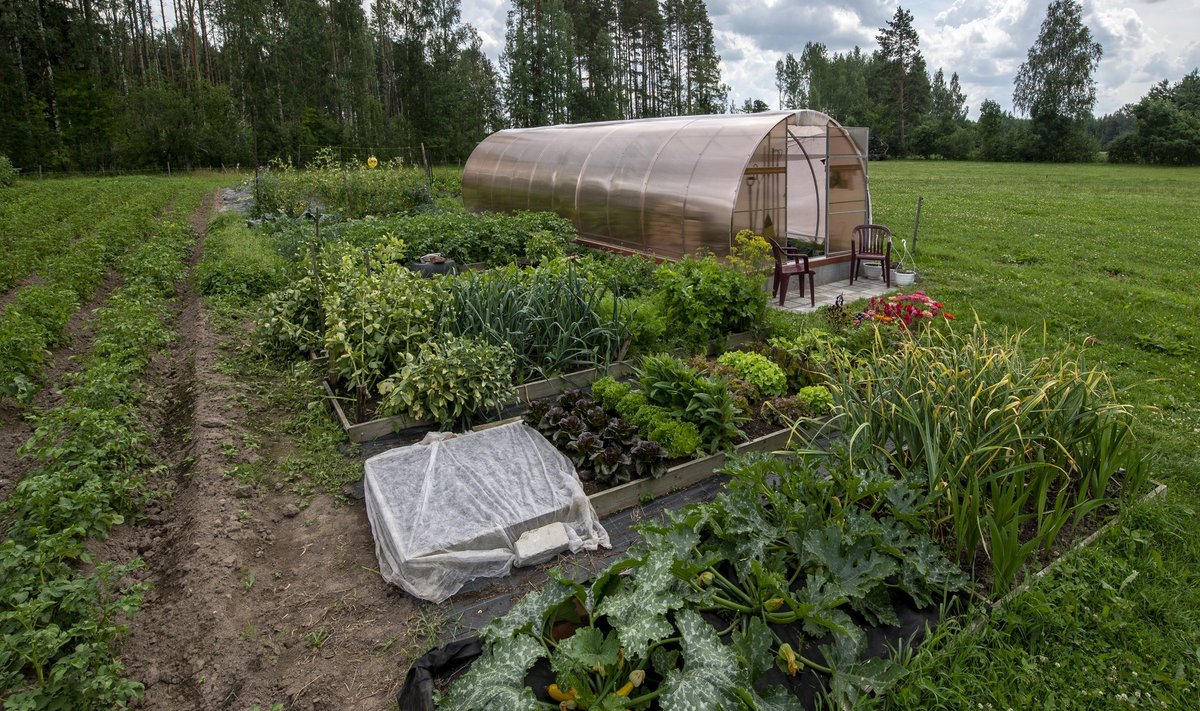 Pole kaevamist, rohida on vähe, kuid saak on tavapärasest tunduvalt suurem.