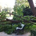 FOTOD: Balti jaama juures kukkus puu pargipingile, sellel istunud mees ja naine pääsesid ülinapilt