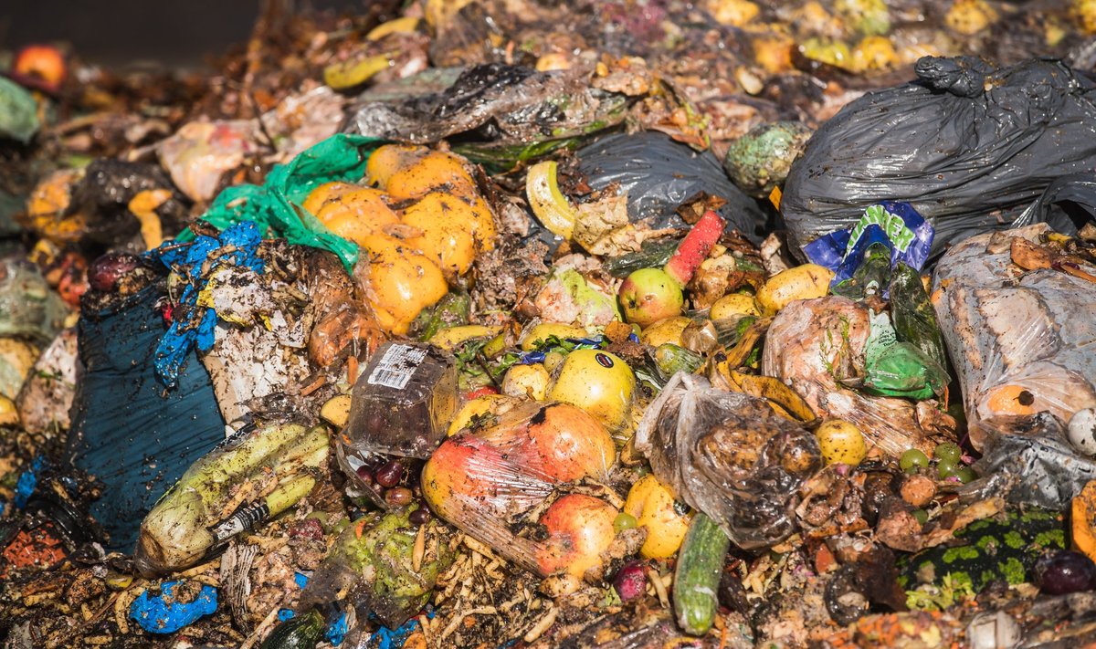 Tihtipeale näeb biojäätmete konteineris just sellist pilti: toidujäätmed koos kilekottide või plastpakenditega. Antud mass on jõudnud Aardlapalu prügila komposteerimisväljakule.