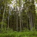 Mait Mölder: metsaomaniku valikud. Kas astuda kolhoosi või sõita Siberisse?