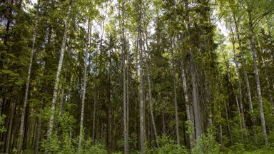 Mait Mölder: metsaomaniku valikud. Kas astuda kolhoosi või sõita Siberisse?