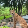 ФОТО И ВИДЕО | Невероятно бесстрашная рысь пришла во двор познакомиться с жителями