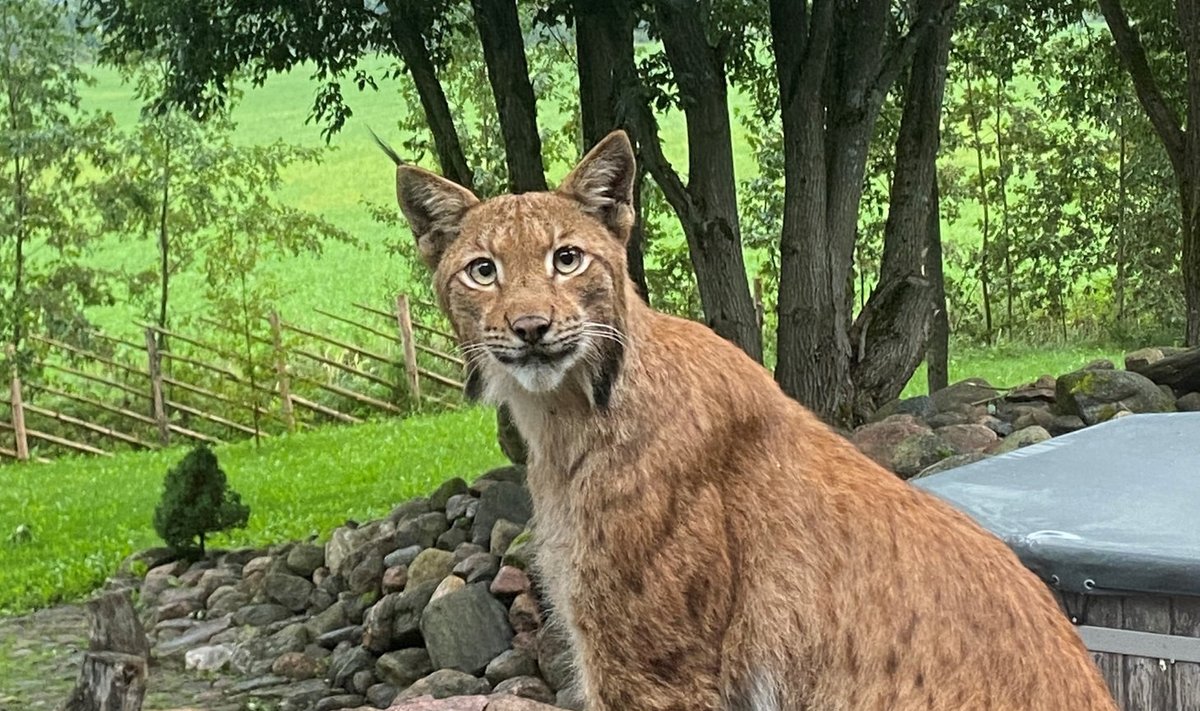 Ilves Saue elaniku akna taga