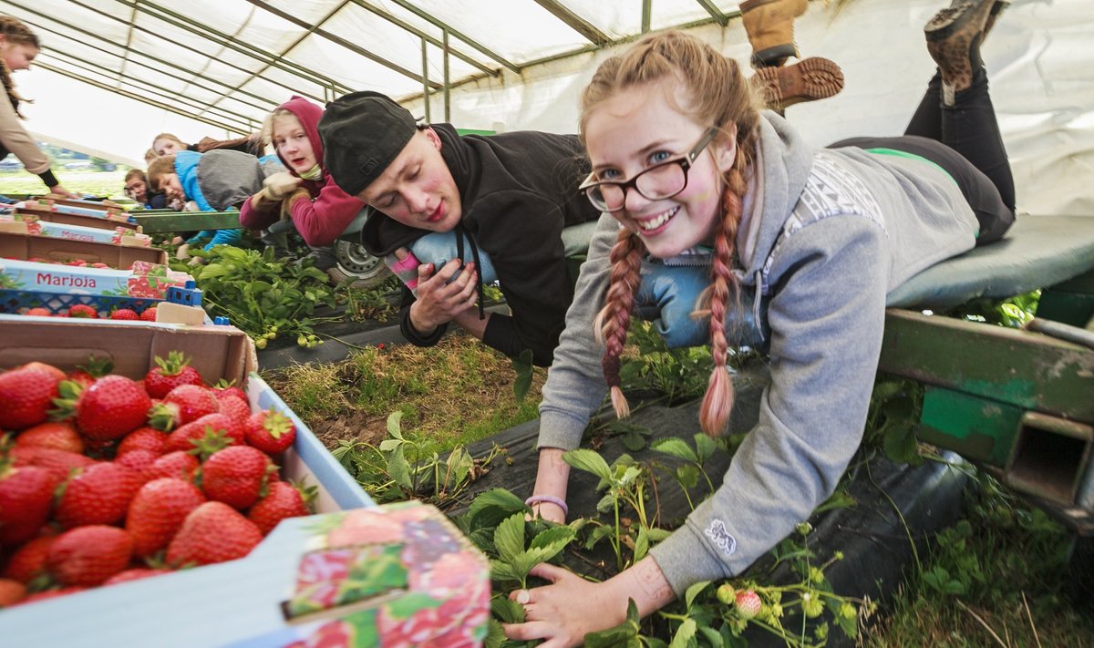 Eelmisel suvel võttis Tartumaa aiandusettevõtja Valdis Kaskema maasikakoristusele appi õpilasmalevalased Tallinnast. Esiplaanil (paremalt) on maasikakombainil tööhoos Marion Tummeleht ja Tristan Toomast.