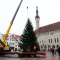 ГАЛЕРЕЯ | На Ратушной площади Таллинна установили рождественскую елку