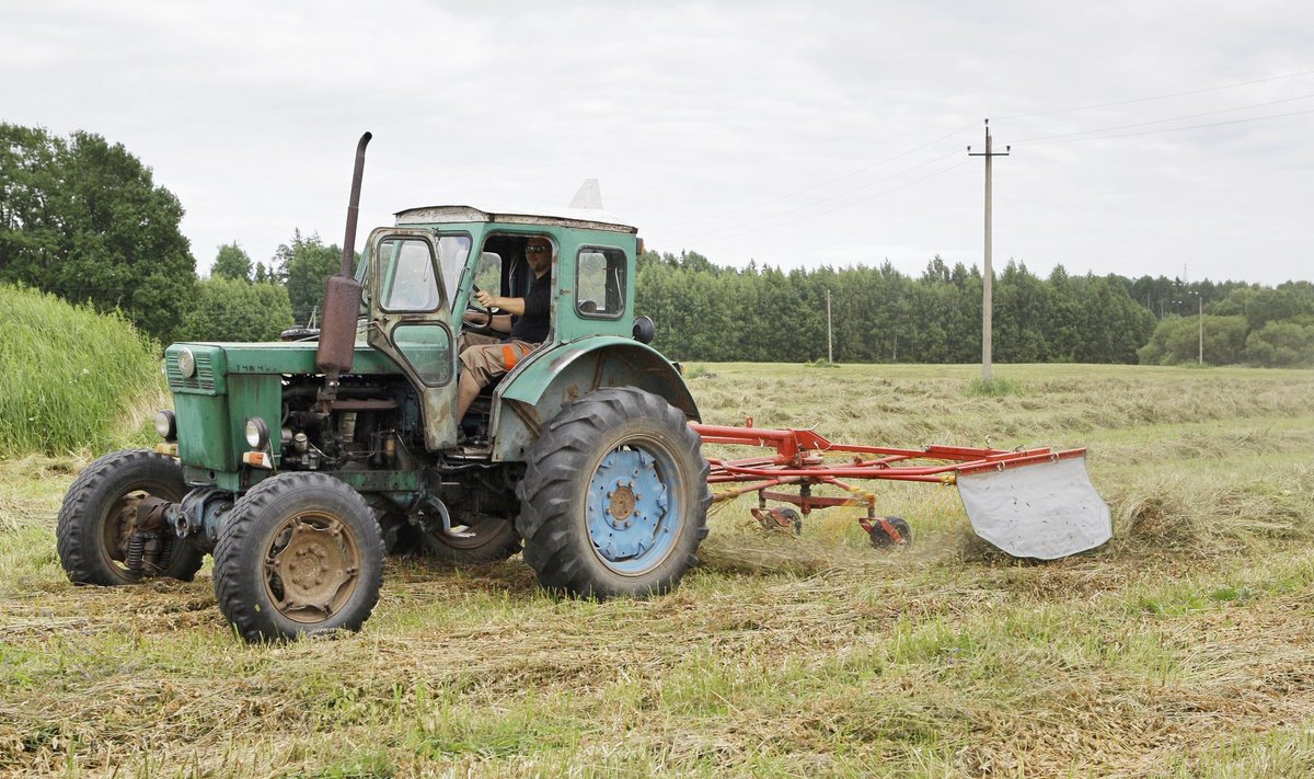 Võibla:Heinategu Käib.Pildil:Tammiku talu perepoeg Mait Haga traktoriga heina kaarutamas.