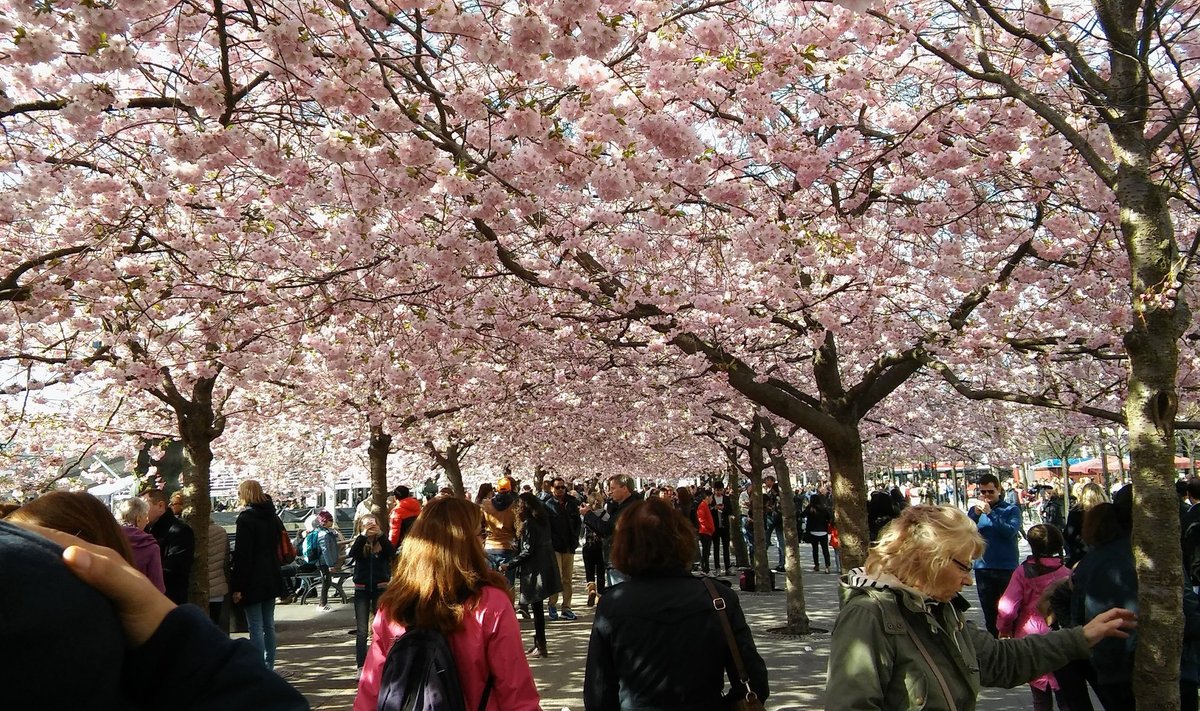 Stockholm peidab endas kevadisel ajal imeilus kirsipuudega pargike, mis end igal kevadel roosade õitega ehib. Tõeliselt romantiline tunne on seista alleel nende õitsevate puude all.