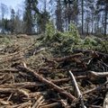 Imepisike võit Eesti metsadele? Keskkonnaministeerium vähendab uuest aastast raiemahtu riigimetsades