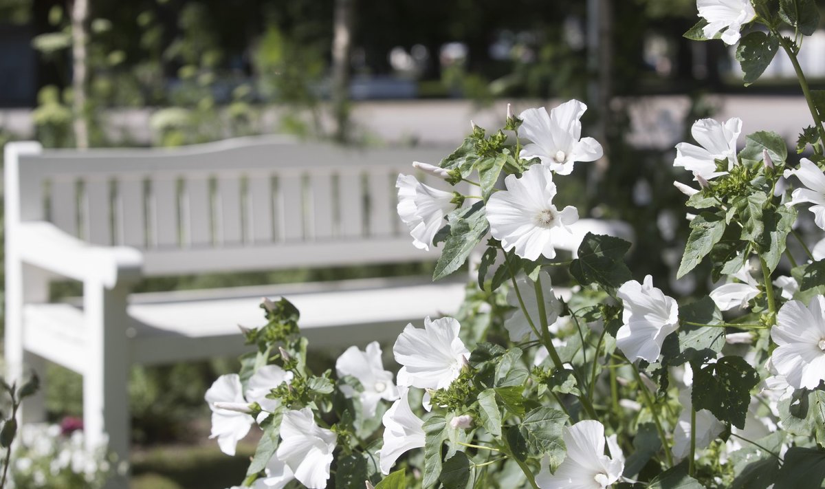 Tallinna Botaanikaaia aed “Valge unenägu” lillefestivalil Tornide väljakul.