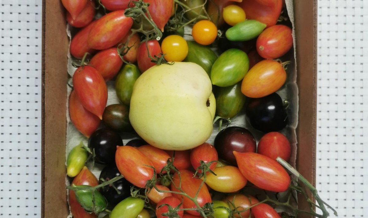 Järelküpsenud tomatid