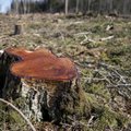 Eestimaa Looduse Fondi juhatuse aseesimees: elektrituruseaduse muutmise eelnõuga ei tohi praegusel kujul edasi minna
