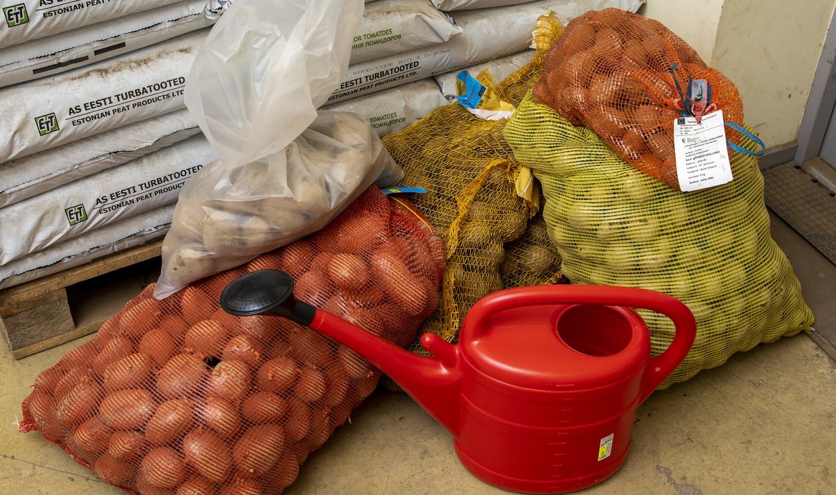 Aianduskauplused müüvad pea kolmandiku Eesti seemnekartulist väikepakendis. 