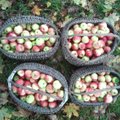 FOTOD: Eriti viljakas õuna-aasta soosib talveks head tervist