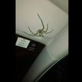 VIDEO | Appi! Massiivne ämblik hoidis naist autos 20 minutit lõksus