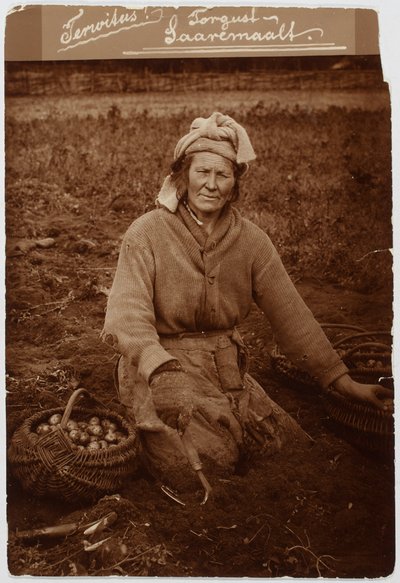 Naine – kartulivõtja, Jämaja, 1930