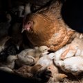 Kas sõna „kana“ on siis tootesiltidel lubatud või mitte?