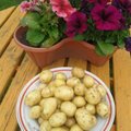 LUGEJA FOTOD | Värske kartul on juba mõne Delfi lugeja söögilaual