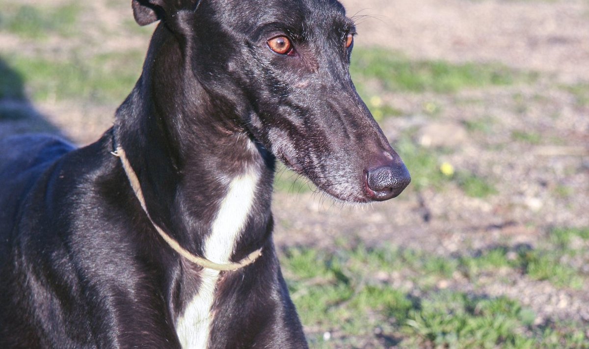 Galgo tõugu jahikoer (foto on illustreeriv)