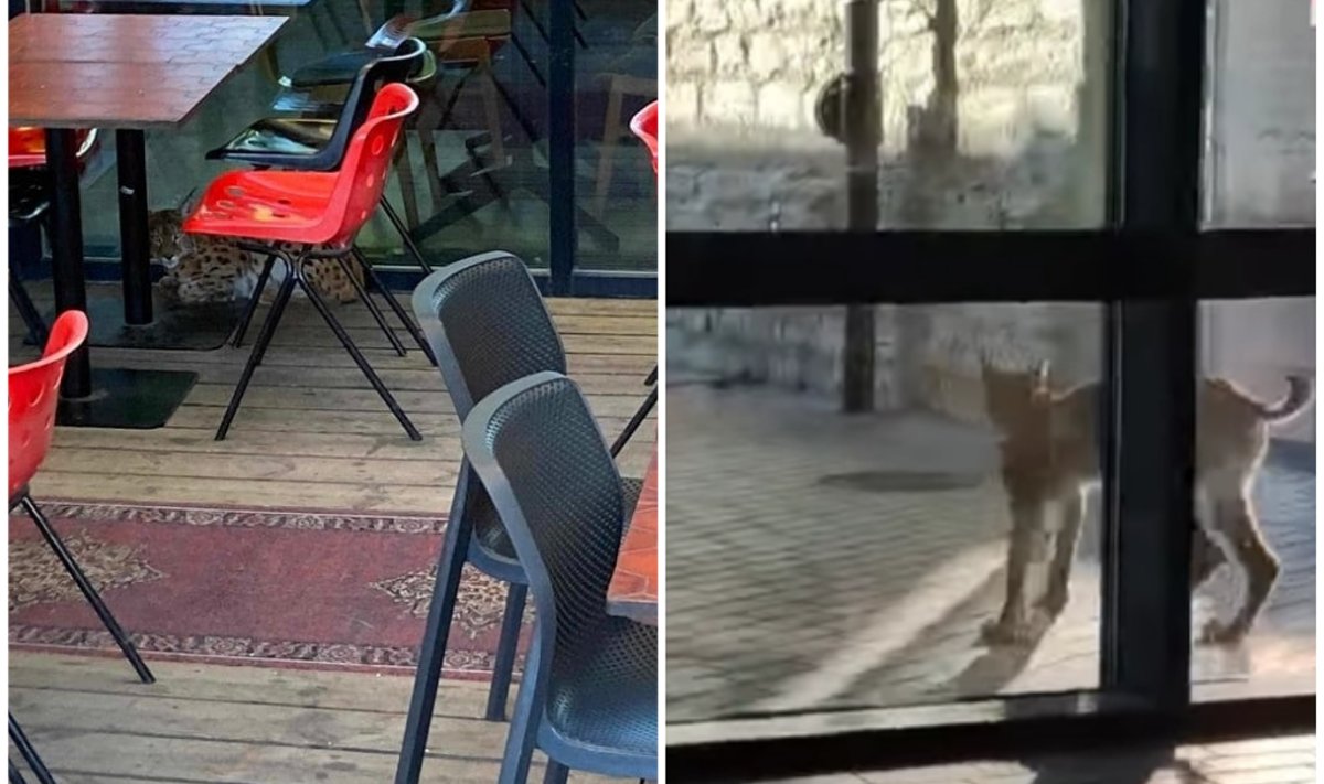 Noor ilves möödunud reedel Balti jaamas ja selle naabruses.